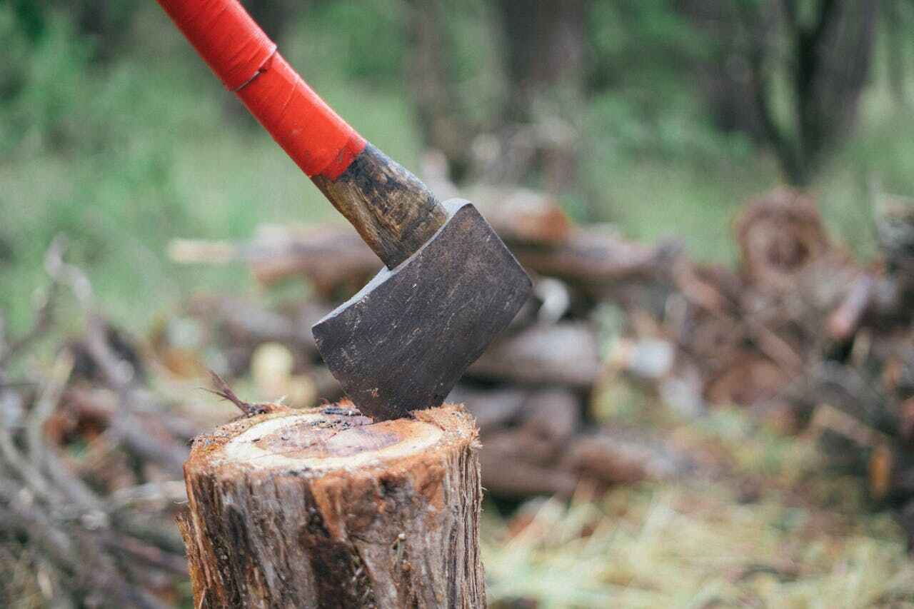 Best Tree Removal Cost  in USA